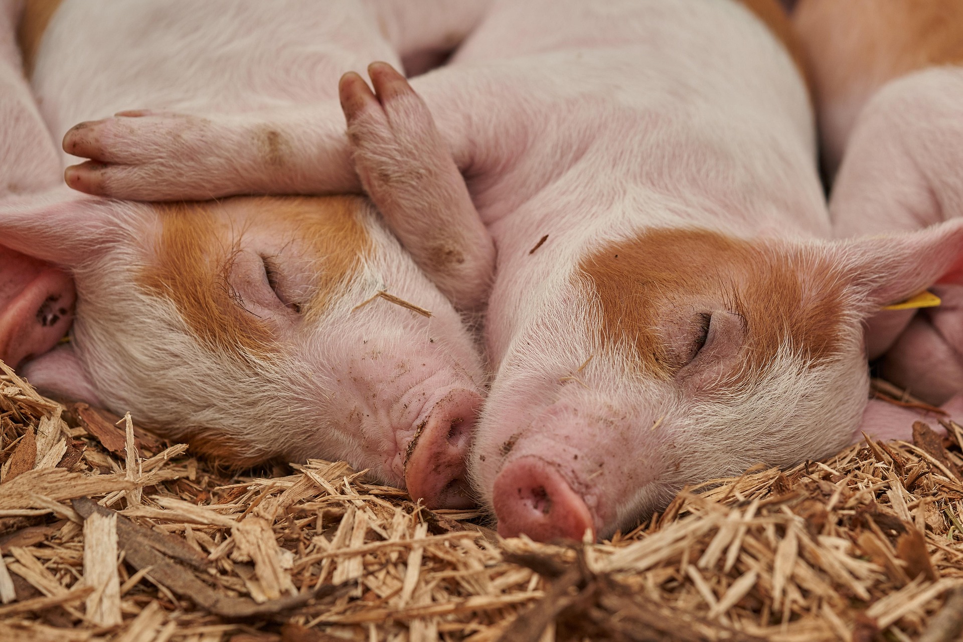 What Happens When Animals Seize Power?